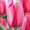 12/+ Cm, Pink Impression Darwin Hybrid Tulip Flower Bulbs (Bag Of 50)