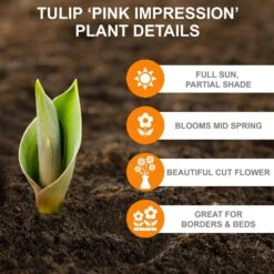 12/+ Cm, Pink Impression Darwin Hybrid Tulip Flower Bulbs (Bag Of 50) -Garden State Bulb garden state bulb flower bulbs ecf 47 50 02 c3 1000