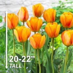 12/+ Cm, Beauty Of Apeldoorn Darwin Hybrid Tulip Flower Bulbs, Orange (Bag Of 100) 12 12/+ Cm, Beauty Of Apeldoorn Darwin Hybrid Tulip Flower Bulbs, Orange (Bag Of 100) -Garden State Bulb garden state bulb flower bulbs ecf 48 100 04 4f 1000