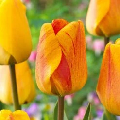 12/+ Cm, Beauty Of Apeldoorn Darwin Hybrid Tulip Flower Bulbs, Orange (Bag Of 100)