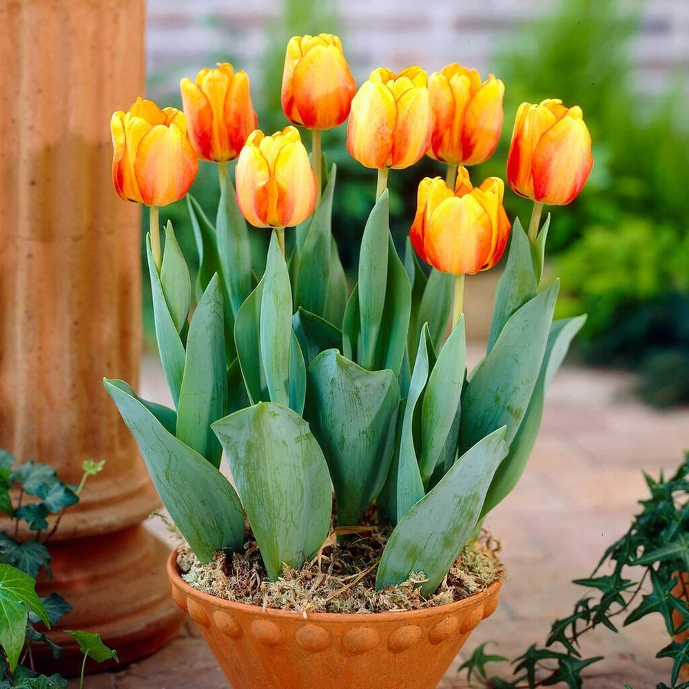 12/+ Cm, Beauty Of Apeldoorn Darwin Hybrid Tulip Flower Bulbs, Orange (Bag Of 25) 10 12/+ Cm, Beauty Of Apeldoorn Darwin Hybrid Tulip Flower Bulbs, Orange (Bag Of 25) - Image 8
