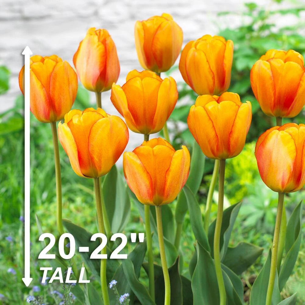 12/+ Cm, Beauty Of Apeldoorn Darwin Hybrid Tulip Flower Bulbs, Orange (Bag Of 25) 5 12/+ Cm, Beauty Of Apeldoorn Darwin Hybrid Tulip Flower Bulbs, Orange (Bag Of 25) - Image 3