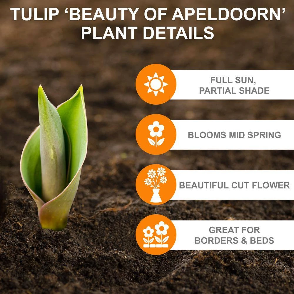 12/+ Cm, Beauty Of Apeldoorn Darwin Hybrid Tulip Flower Bulbs, Orange (Bag Of 25) 4 12/+ Cm, Beauty Of Apeldoorn Darwin Hybrid Tulip Flower Bulbs, Orange (Bag Of 25) - Image 2