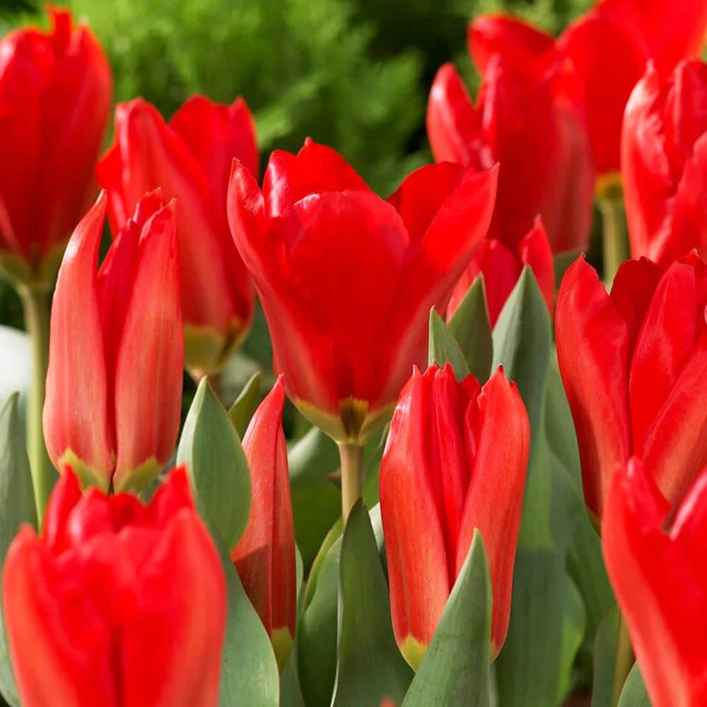 12/+ Cm, Red Emperor Fosteriana Tulip Flower Bulbs (Bag Of 25) 3 12/+ Cm, Red Emperor Fosteriana Tulip Flower Bulbs (Bag Of 25)
