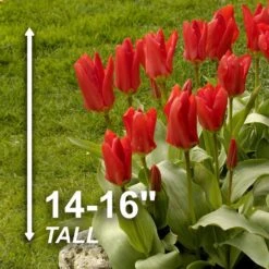 12/+ Cm, Fosteriana Red Emperor Tulip Flower Bulbs (Bag Of 250) -Garden State Bulb garden state bulb flower bulbs ecf 49 250 10 4f 1000