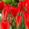 12/+ Cm, Fosteriana Red Emperor Tulip Flower Bulbs (Bag Of 250)