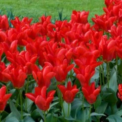 12/+ Cm, Fosteriana Red Emperor Tulip Flower Bulbs (Bag Of 50) -Garden State Bulb garden state bulb flower bulbs ecf 49 50 02 31 1000
