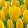 12/+ Cm, Fosteriana Yellow Emperor Tulip Flower Bulbs (Bag Of 25)