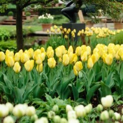 12/+ Cm, Fosteriana Yellow Emperor Tulip Flower Bulbs (Bag Of 250) 17 12/+ Cm, Fosteriana Yellow Emperor Tulip Flower Bulbs (Bag Of 250) -Garden State Bulb garden state bulb flower bulbs ecf 50 250 10 31 1000