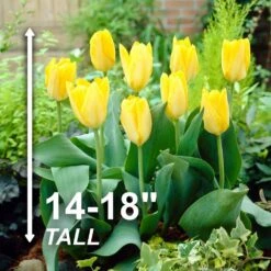 12/+ Cm, Fosteriana Yellow Emperor Tulip Flower Bulbs (Bag Of 250) 12 12/+ Cm, Fosteriana Yellow Emperor Tulip Flower Bulbs (Bag Of 250) -Garden State Bulb garden state bulb flower bulbs ecf 50 250 10 4f 1000