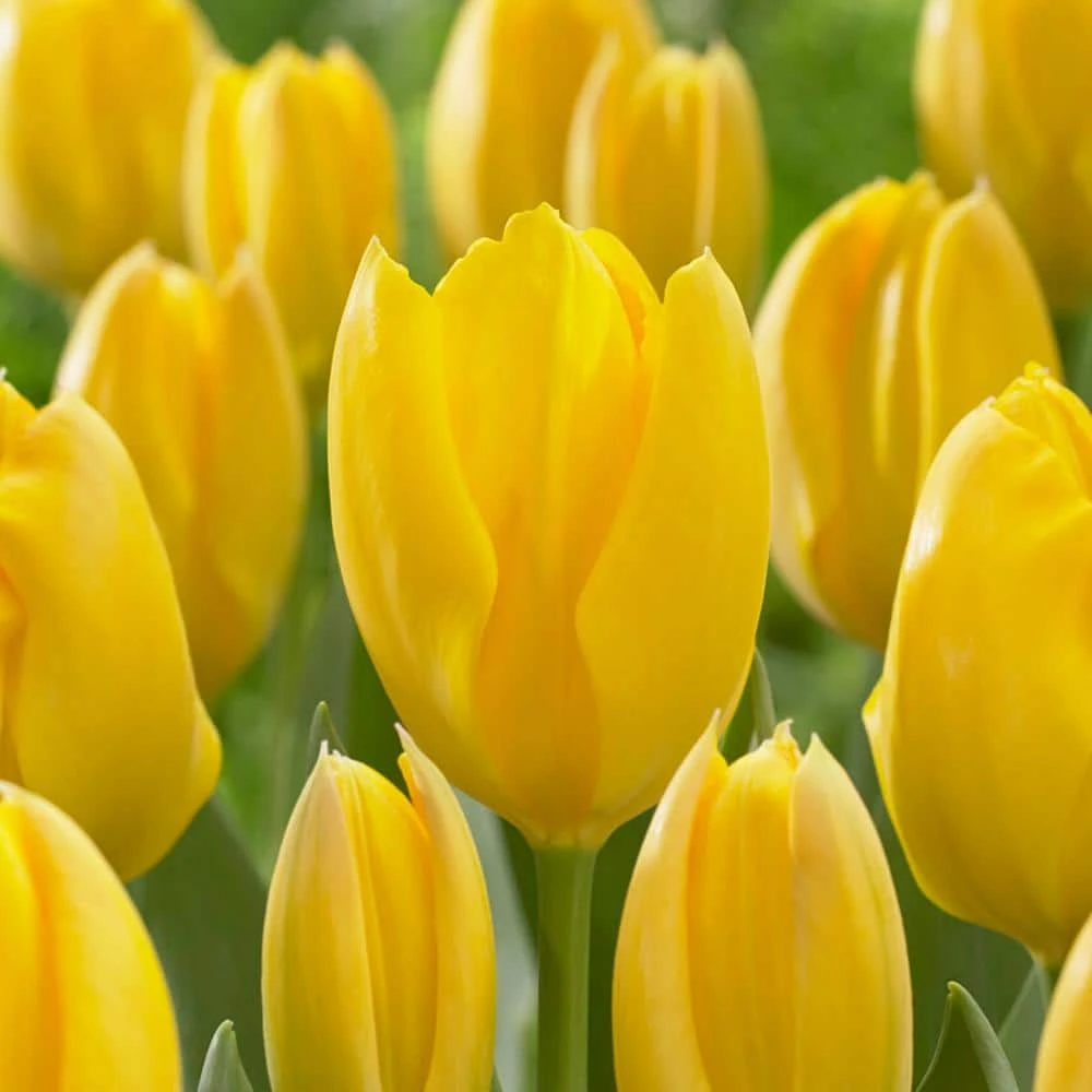 12/+ Cm, Fosteriana Yellow Emperor Tulip Flower Bulbs (Bag Of 250) 3 12/+ Cm, Fosteriana Yellow Emperor Tulip Flower Bulbs (Bag Of 250)