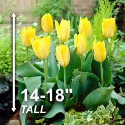 12/+ Cm, Fosteriana Yellow Emperor Tulip Flower Bulbs (Bag Of 50) 12 12/+ Cm, Fosteriana Yellow Emperor Tulip Flower Bulbs (Bag Of 50) -Garden State Bulb garden state bulb flower bulbs ecf 50 50 02 4f 1000