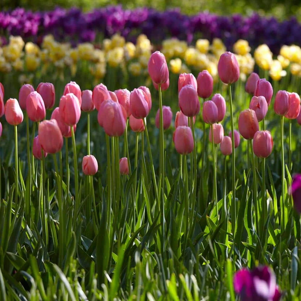 12/+ Cm, Single Late Pink Menton Tulip Flower Bulbs (Bag Of 100) 10 12/+ Cm, Single Late Pink Menton Tulip Flower Bulbs (Bag Of 100) - Image 8