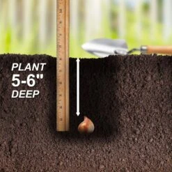 12/+ Cm, Single Late Pink Menton Tulip Flower Bulbs (Bag Of 100) 14 12/+ Cm, Single Late Pink Menton Tulip Flower Bulbs (Bag Of 100) -Garden State Bulb garden state bulb flower bulbs ecf 51 100 04 44 1000