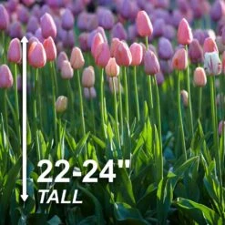 12/+ Cm, Single Late Pink Menton Tulip Flower Bulbs (Bag Of 25) -Garden State Bulb garden state bulb flower bulbs ecf 51 25 01 4f 1000