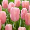 12/+ Cm, Single Late Pink Menton Tulip Flower Bulbs (Bag Of 25)
