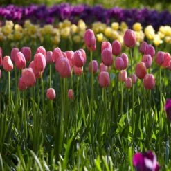 12/+ Cm, Single Late Pink Menton Tulip Flower Bulbs (Bag Of 250) -Garden State Bulb garden state bulb flower bulbs ecf 51 250 10 31 1000