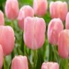 12/+ Cm, Single Late Pink Menton Tulip Flower Bulbs (Bag Of 250) -Garden State Bulb garden state bulb flower bulbs ecf 51 250 10 64 1000