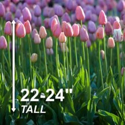12/+ Cm, Single Late Pink Menton Tulip Flower Bulbs (Bag Of 50) -Garden State Bulb garden state bulb flower bulbs ecf 51 50 02 4f 1000