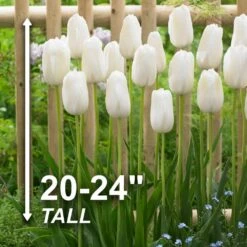 12/+ Cm, Single Late Snow White Tulip Flower Bulbs (Bag Of 100) -Garden State Bulb garden state bulb flower bulbs ecf 52 100 04 4f 1000