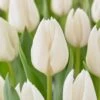 12/+ Cm, Single Late Snow White Tulip Flower Bulbs (Bag Of 25)