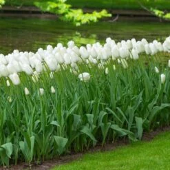 12/+ Cm, Single Late Snow White Tulip Flower Bulbs (Bag Of 50) -Garden State Bulb garden state bulb flower bulbs ecf 52 50 02 31 1000