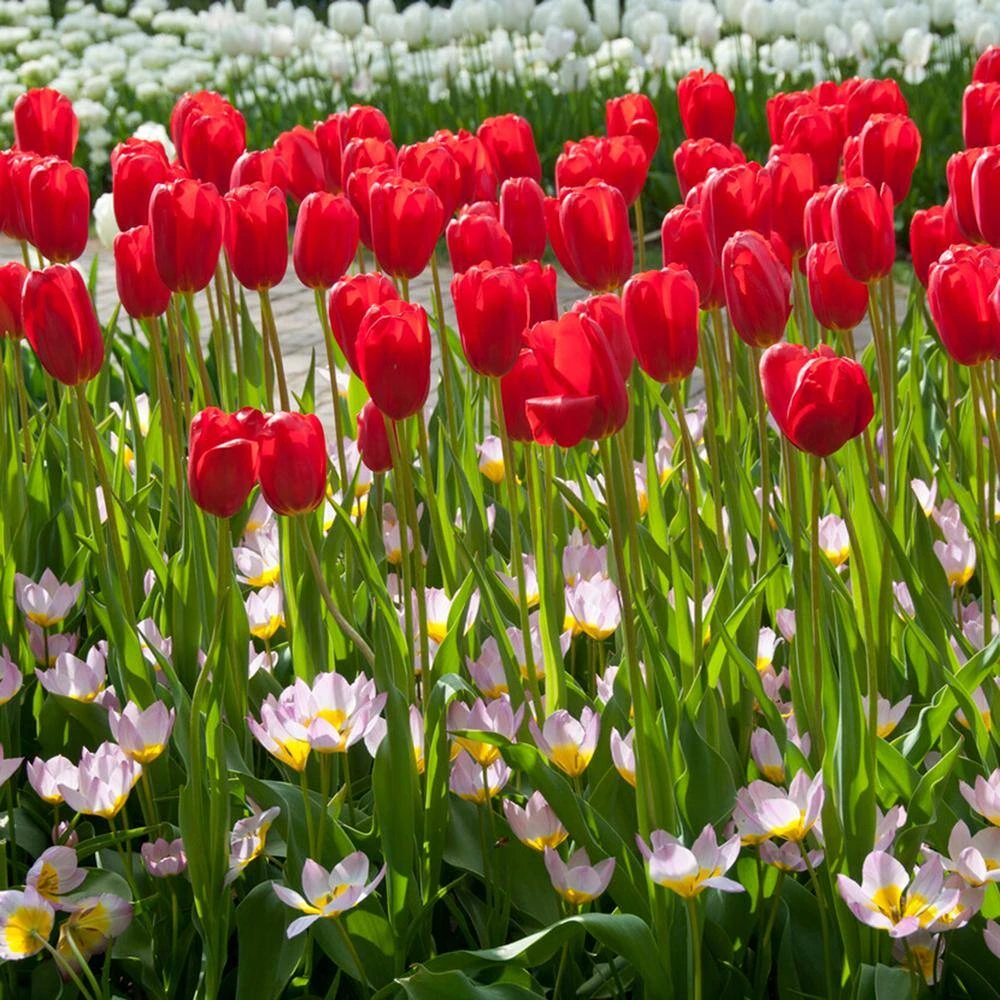 12/+ Cm, Single Late Red Ariel Tulip Flower Bulbs (Bag Of 25) 10 12/+ Cm, Single Late Red Ariel Tulip Flower Bulbs (Bag Of 25) - Image 8