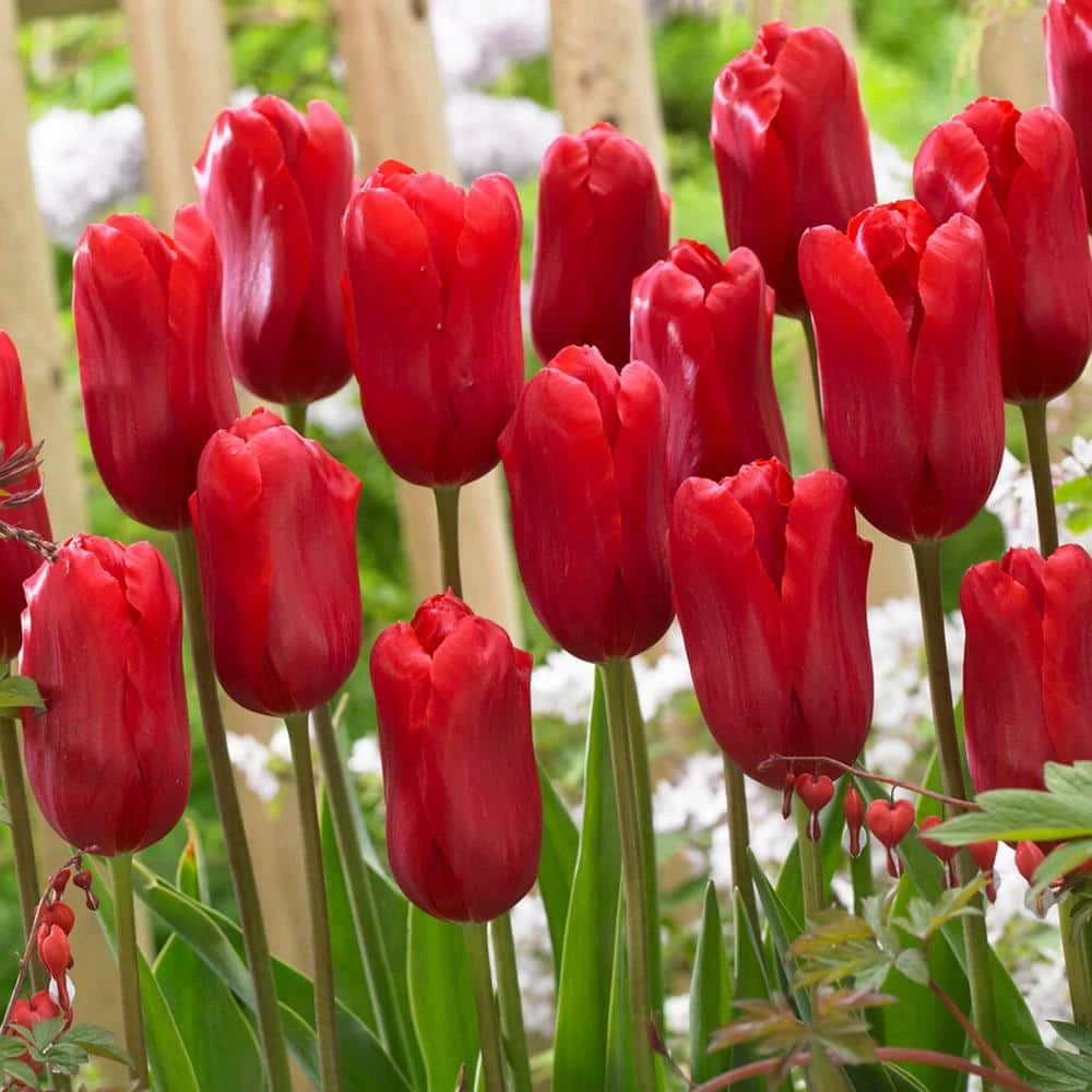 12/+ Cm, Single Late Red Ariel Tulip Flower Bulbs (Bag Of 25) 3 12/+ Cm, Single Late Red Ariel Tulip Flower Bulbs (Bag Of 25)