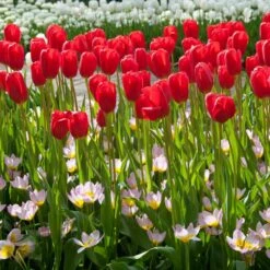 12/+ Cm, Single Late Red Ariel Tulip Flower Bulbs (Bag Of 250) -Garden State Bulb garden state bulb flower bulbs ecf 53 250 10 31 1000