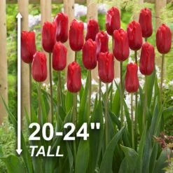 12/+ Cm, Single Late Red Ariel Tulip Flower Bulbs (Bag Of 250) -Garden State Bulb garden state bulb flower bulbs ecf 53 250 10 4f 1000