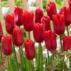 12/+ Cm, Single Late Red Ariel Tulip Flower Bulbs (Bag Of 50) -Garden State Bulb garden state bulb flower bulbs ecf 53 50 02 64 1000