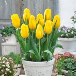 12/ Plus Cm, Single Late Yellow Big Smile Tulip Flower Bulbs (Bag Of 100) -Garden State Bulb garden state bulb flower bulbs ecf 54 100 04 31 1000