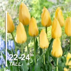 12/ Plus Cm, Single Late Yellow Big Smile Tulip Flower Bulbs (Bag Of 100) -Garden State Bulb garden state bulb flower bulbs ecf 54 100 04 4f 1000