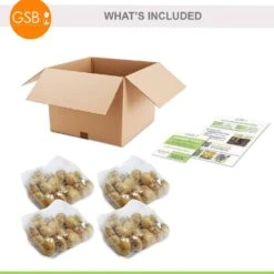 12/ Plus Cm, Single Late Yellow Big Smile Tulip Flower Bulbs (Bag Of 100) -Garden State Bulb garden state bulb flower bulbs ecf 54 100 04 fa 1000