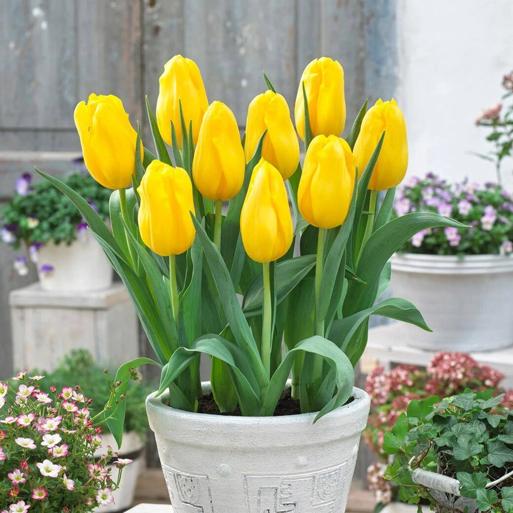 12/+ Cm, Single Late Yellow Big Smile Tulip Flower Bulbs (Bag Of 25) 10 12/+ Cm, Single Late Yellow Big Smile Tulip Flower Bulbs (Bag Of 25) - Image 8