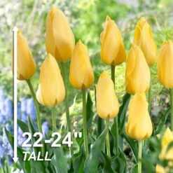 12/+ Cm, Single Late Yellow Big Smile Tulip Flower Bulbs (Bag Of 25) 12 12/+ Cm, Single Late Yellow Big Smile Tulip Flower Bulbs (Bag Of 25) -Garden State Bulb garden state bulb flower bulbs ecf 54 25 01 4f 1000
