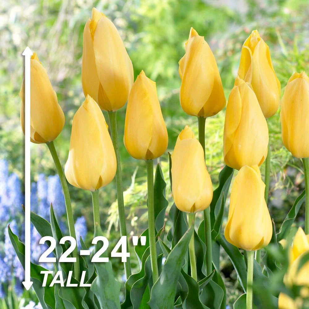 12/+ Cm, Single Late Yellow Big Smile Tulip Flower Bulbs (Bag Of 25) 5 12/+ Cm, Single Late Yellow Big Smile Tulip Flower Bulbs (Bag Of 25) - Image 3