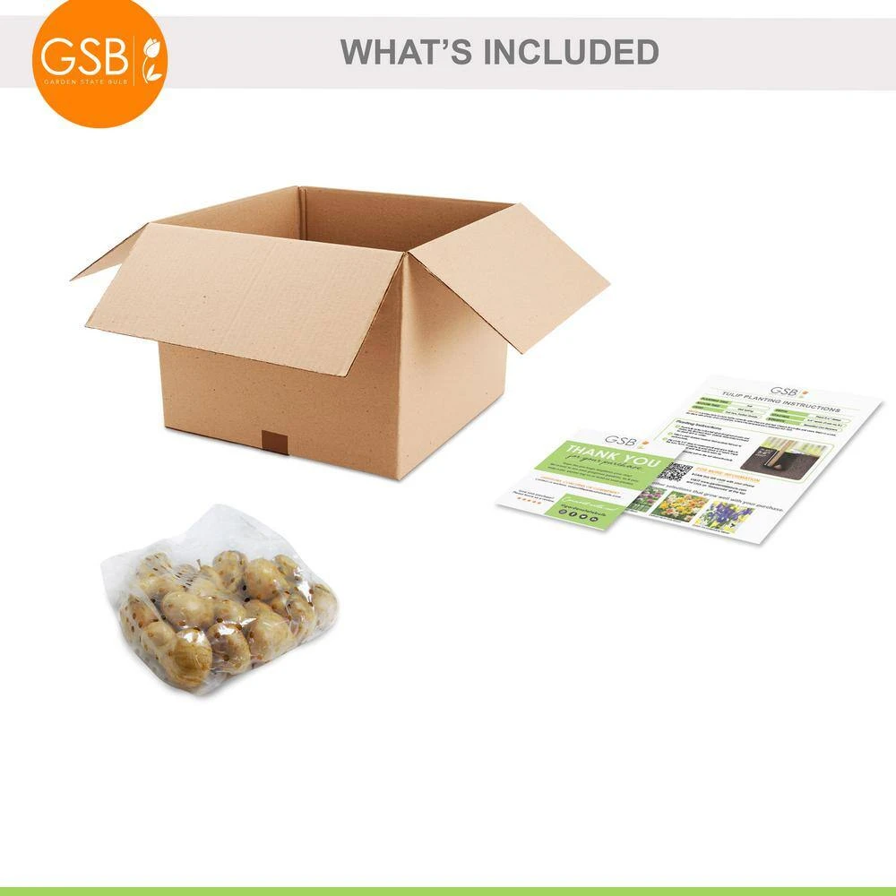 12/+ Cm, Single Late Yellow Big Smile Tulip Flower Bulbs (Bag Of 25) 8 12/+ Cm, Single Late Yellow Big Smile Tulip Flower Bulbs (Bag Of 25) - Image 6