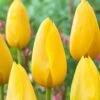 12/+ Cm, Single Late Yellow Big Smile Tulip Flower Bulbs (Bag Of 50) -Garden State Bulb garden state bulb flower bulbs ecf 54 50 02 64 1000