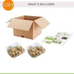 12/+ Cm, Single Late Yellow Big Smile Tulip Flower Bulbs (Bag Of 50) -Garden State Bulb garden state bulb flower bulbs ecf 54 50 02 76 1000