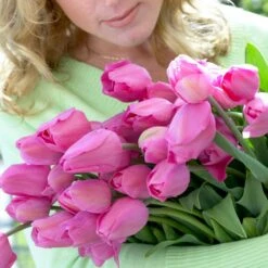 12/ Plus Cm, Triumph Don Quichotte Tulip Flower Bulbs (Bag Of 100) -Garden State Bulb garden state bulb flower bulbs ecf 55 100 04 31 1000