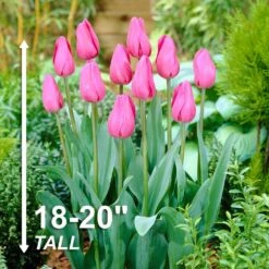12/ Plus Cm, Triumph Don Quichotte Tulip Flower Bulbs (Bag Of 100) -Garden State Bulb garden state bulb flower bulbs ecf 55 100 04 4f 1000