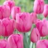 12/+ Cm, Triumph Don Quichotte Tulip Flower Bulbs (Bag Of 25) -Garden State Bulb garden state bulb flower bulbs ecf 55 25 01 64 1000