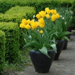 12/ Plus Cm, Triumph Yellow Strong Gold Tulip Flower Bulbs (Bag Of 100) 17 12/ Plus Cm, Triumph Yellow Strong Gold Tulip Flower Bulbs (Bag Of 100) -Garden State Bulb garden state bulb flower bulbs ecf 56 100 04 31 1000