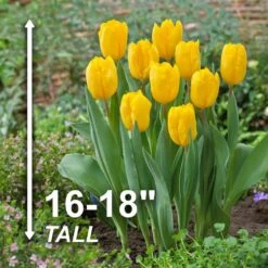 12/ Plus Cm, Triumph Yellow Strong Gold Tulip Flower Bulbs (Bag Of 100) 12 12/ Plus Cm, Triumph Yellow Strong Gold Tulip Flower Bulbs (Bag Of 100) -Garden State Bulb garden state bulb flower bulbs ecf 56 100 04 4f 1000