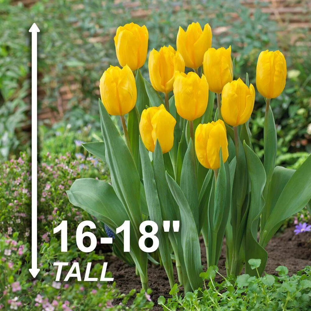 12/ Plus Cm, Triumph Yellow Strong Gold Tulip Flower Bulbs (Bag Of 100) 5 12/ Plus Cm, Triumph Yellow Strong Gold Tulip Flower Bulbs (Bag Of 100) - Image 3