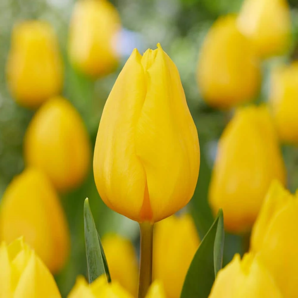 12/ Plus Cm, Triumph Yellow Strong Gold Tulip Flower Bulbs (Bag Of 100) 3 12/ Plus Cm, Triumph Yellow Strong Gold Tulip Flower Bulbs (Bag Of 100)