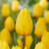 12/ Plus Cm, Triumph Yellow Strong Gold Tulip Flower Bulbs (Bag Of 25)