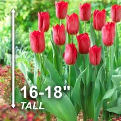 12/ Plus Cm, Triumph Strong Love Red Tulip Flower Bulbs (Bag Of 100) -Garden State Bulb garden state bulb flower bulbs ecf 57 100 04 4f 1000