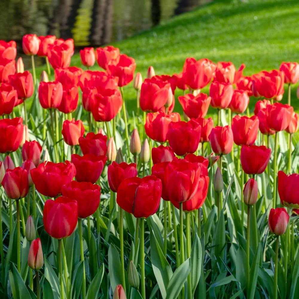12/+ Cm, Triumph Strong Love Red Tulip Flower Bulbs (Bag Of 25) 10 12/+ Cm, Triumph Strong Love Red Tulip Flower Bulbs (Bag Of 25) - Image 8